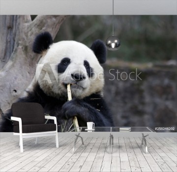 Image de Close up Panda Eats Bamboo Leaves China